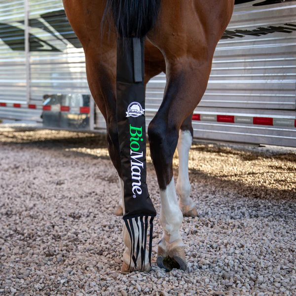 Legendary Length, Unmatched Shine